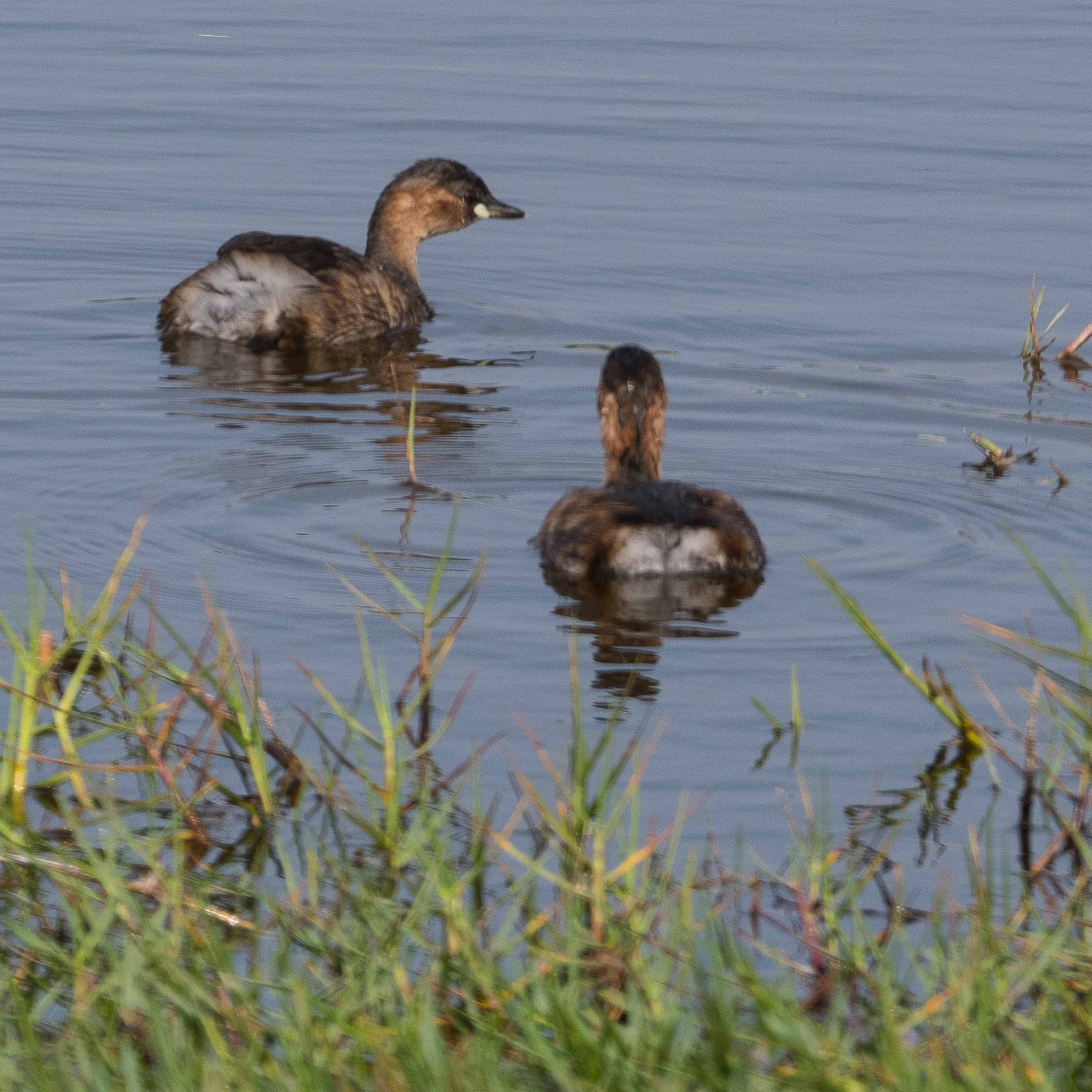 Grèbes castagneux (Little grebe, Tachybaptus ruficollis), couple adulte, Technopole de Pikine, Dakar, Sénégal-